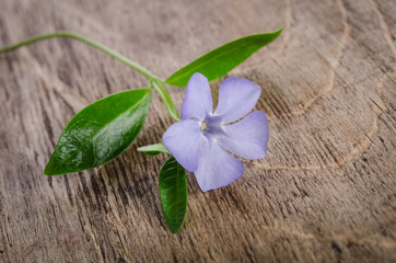 Fototapeta na wymiar Beautiful blue flower periwinkle on wooden background