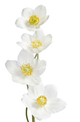 Fototapeta na wymiar White anemone flowers isolated on white background