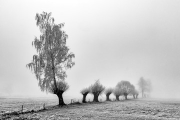 Brzoza i wierzby © podlaski49
