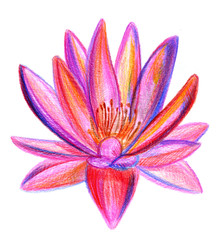 Multicolored lotus pencil drawing