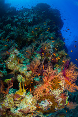 Coral garden