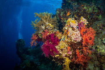 Fototapeta na wymiar Coral garden