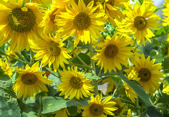 Fototapeta na wymiar Sunflowers in the sunshine with dozens of loud sunflower blooming yellow as the sun shines on the ground, these are flowers always look for the sun as the belief in a brighter day.