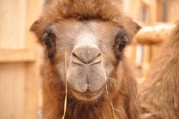 Photo sur Plexiglas Chameau Bébé chameau