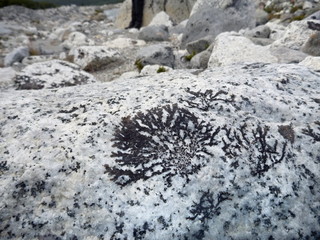 black moss with plant shape on a grey stone