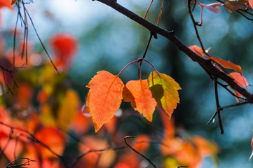 Obraz premium Autumn rowan leaves background