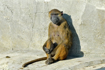 Babouin de Guinée