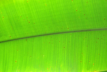 Close up of a green banana leaf