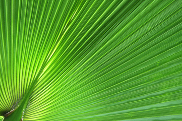 Green palm leaf close-up background