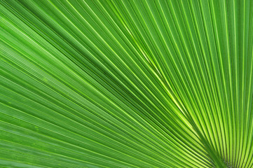 Green palm leaf close-up background