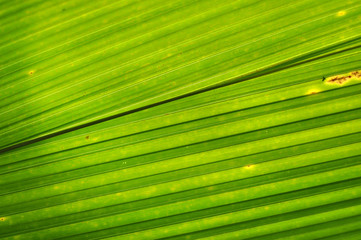 Fototapeta premium Green palm leaf background
