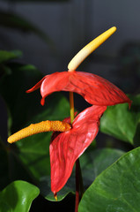 Red flamingo lily (Anthurium andreanum) flower