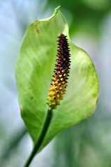 Elegant flower and leaf