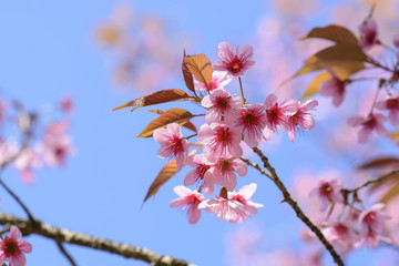 Sakura Cherry Blossom or Wild Himalayan Cherry