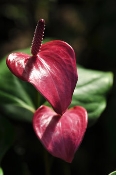 Purple Flamingo Lily (Anthurium Andreanum) Flower