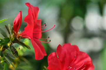 Beautiful red flower petals closeup