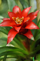 Beautiful red flower closeup
