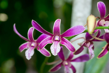 Purple Orchid flower