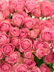 ピンクのバラの花