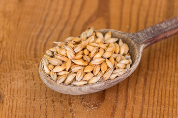 organic barley grain