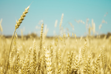Fototapeta premium Field of wheat and blue sky