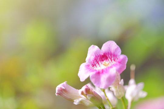 Pink Hawaiian Flower