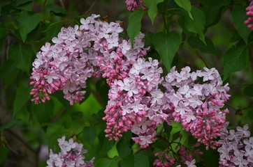 Blooming spring lilac flowers 