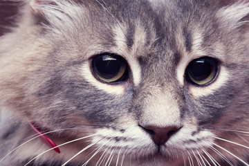 Close up portrait of car with big black eyes