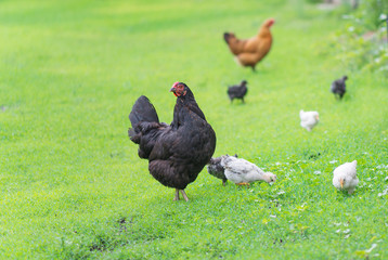 Chickens family on a walk