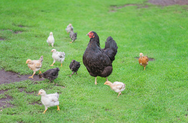 Naklejka na ściany i meble Chickens family on a walk