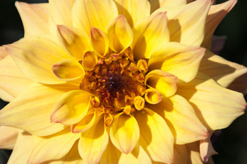 Yellow dahlia flower closeup. Selective focus