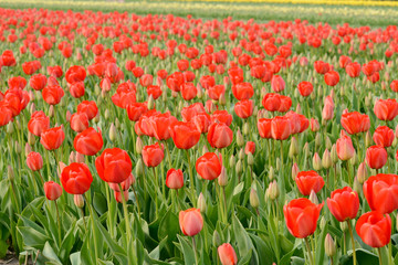 field with red tulips