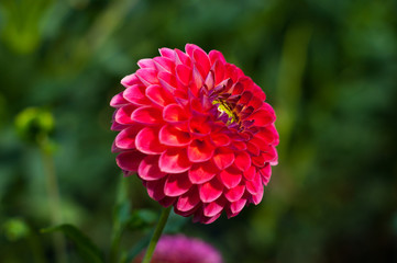 Red, pink, yellow dahlia closeup in the park