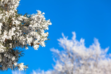 Twigs Full of Snow / Branches of frozen icy conifer tree with white winter treetops in background in front of the blue cloudless sky (copy space)