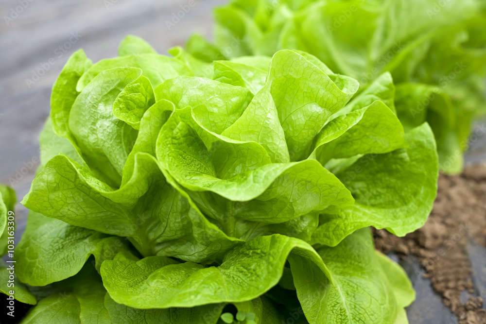 Wall mural fresh organic lettuce