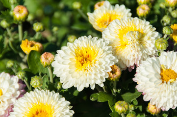 Small yellow, violet and white chrysanthemum flowers