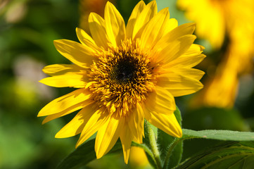 Sunflower closeup