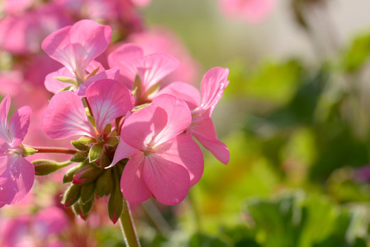 Pink geraniums in the morning