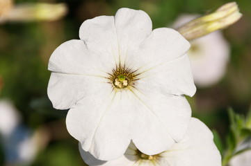 White Petunia flower