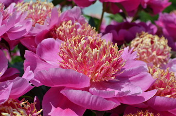 Blooming pink summer peonies 