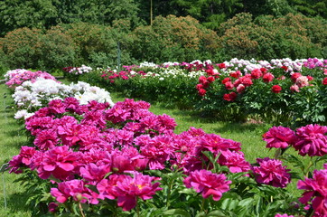 Blooming different summer peonies 