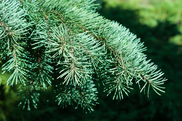 Pine branch
