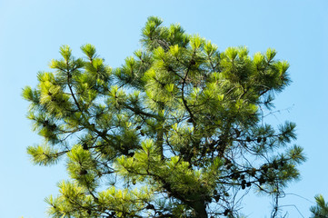 Pine branch with cones on the sky background. Soft focus