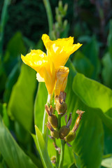 Yellow Canna lily