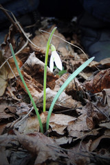 Spring flowers. Snowdrop