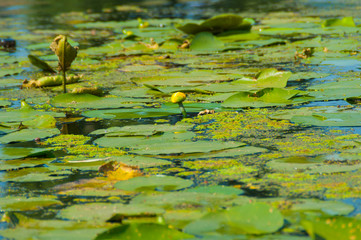 Algae and yellow lily in the lake
