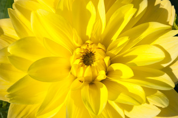 Dahlia yellow closeup