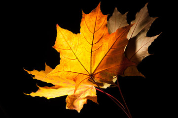 Autumn maple leaves on the black background