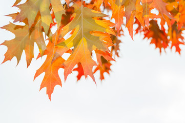 Autumn oak leaves background