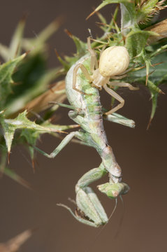 el cazador cazado, mantis (Ameles) cazada por una ara&ntilde;a Misunema